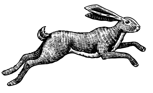 Hare